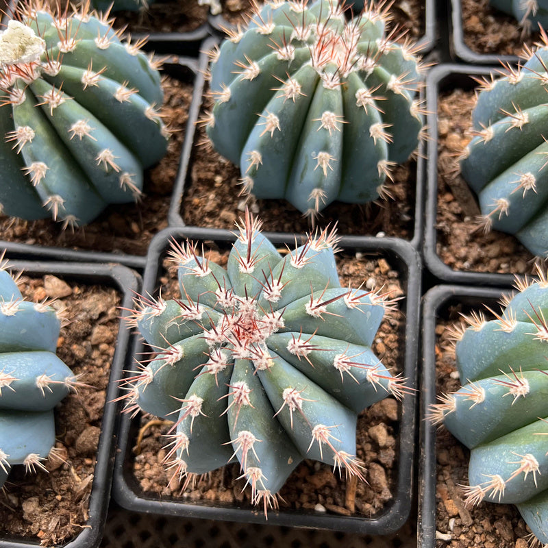 live succulent plants online Melocactus azureus Buining et Brederoo : Real Live Succulent Cactus Pl – Succulent Zone