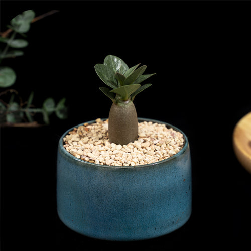 Adansonia digitata L. : Real Live Succulent Cactus Plant