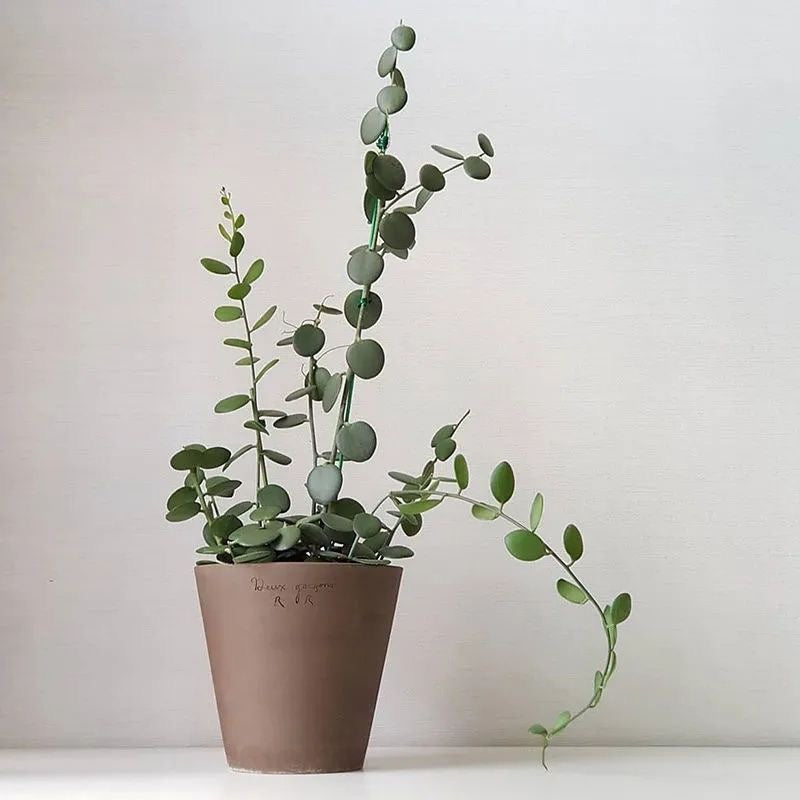 Xerosicyos danguyi Humbert : Real Live Succulent Cactus Plant