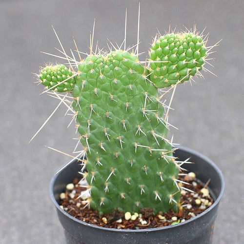 Opuntia sp. : Real Live Succulent Cactus Plant