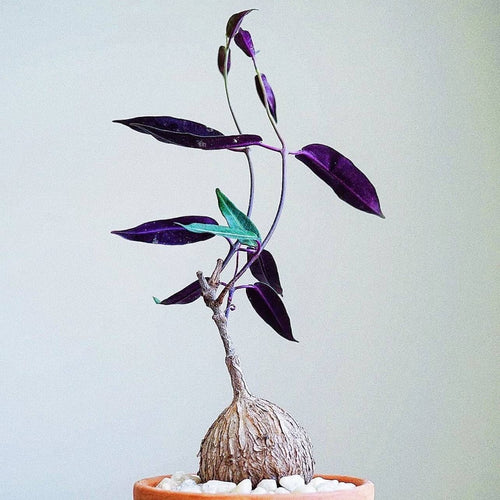 Petopentia natalensis (Wall. ex Wight) Hook. f. : Real Live Succulent Cactus Plant