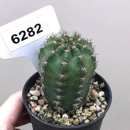 Lobivia haematantha (Speg.) Britton et Rose : Real Live Succulent Cactus Plant