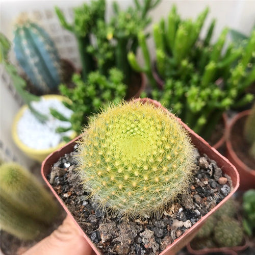 Parodia graessneri (K. Schumann) F. H. Brandt : Real Live Succulent Cactus Plant