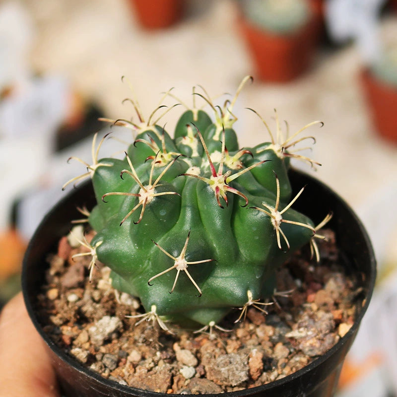 Ancistrocactus megarhizus (Rose) Britton et Rose : Real Live Succulent  Cactus Plant