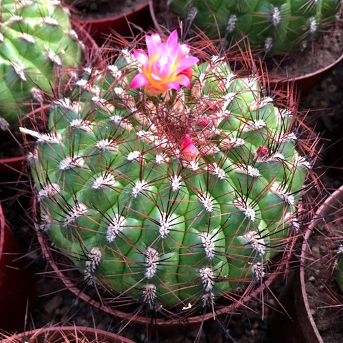 Oroya peruviana (K. Schum.) Britton et Rose : Real Live Succulent Cactus Plant