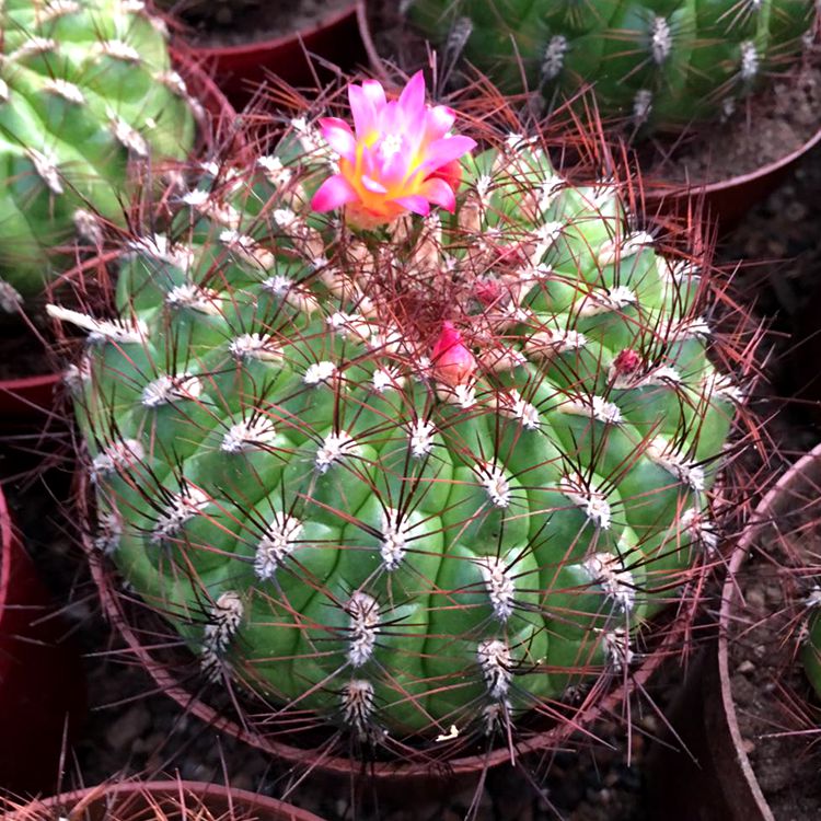 Oroya peruviana (K. Schum.) Britton et Rose : Real Live Succulent Cactus  Plant