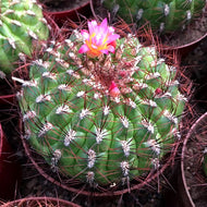 Oroya peruviana (K. Schum.) Britton et Rose : Real Live Succulent Cactus Plant
