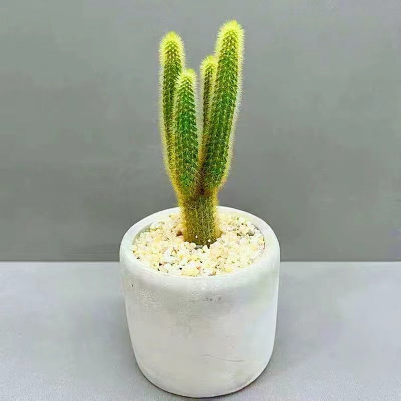 Hildewintera aureispina (F. Ritter) F. Ritter : Real Live Succulent Cactus Plant