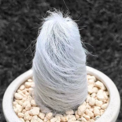 Espostoa melanostele (Vaupel) Borg : Real Live Succulent Cactus Plant