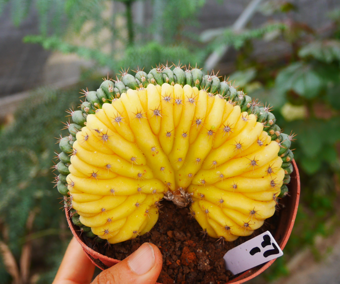 Copy of Echinopsis pachanoi (Br. et R.) Fried. et Row.  'Cristata Variegated' : Real Live Succulent Cactus Plant