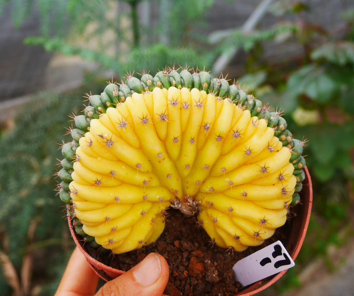 Copy of Echinopsis pachanoi (Br. et R.) Fried. et Row. 'Cristata Varie –  Succulent Zone