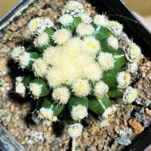 Echinocactus grusonii 'Monstrosus' : Real Live Succulent Cactus Plant
