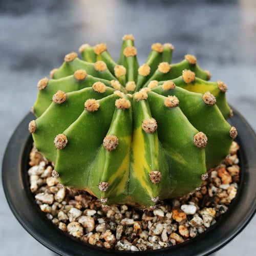Echinopsis eyriesii 'Variegata' : Real Live Succulent Cactus Plant
