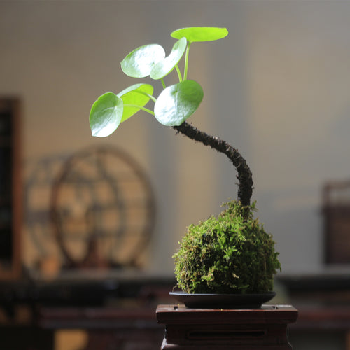 Pilea peperomioides Diels : Real Live Succulent Cactus Plant