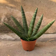 Sansevieria cylindrica Bojer ex Hook 'Boncel' : Real Live Succulent Cactus Plant