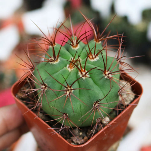 Denmoza rhodacantha (Salm-Dyck) Britton et Rosa : Real Live Succulent Cactus Plant