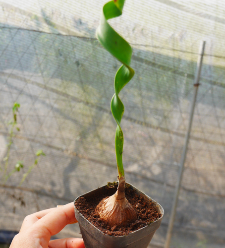 Cyrtanthus spiralis Burch. ex Ker Gawl. : Real Live Succulent Cactus Plant