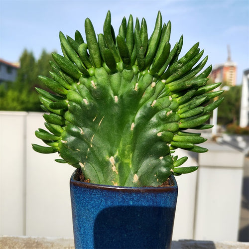 Austrocylindropuntia subulata 'Cristata' : Real Live Succulent Cactus Plant