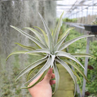 Tillandsia harrisii Ehlers : Real Live Succulent Cactus Plant