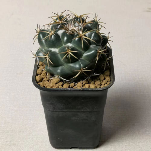 Coryphantha bumamma (Ehrenbg.) Britt. et Rose : Real Live Succulent Cactus Plant