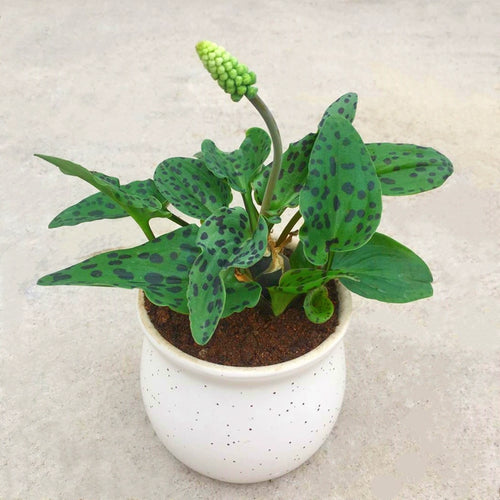 Drimiopsis maculata Lindl. et Paxton : Real Live Succulent Cactus Plant