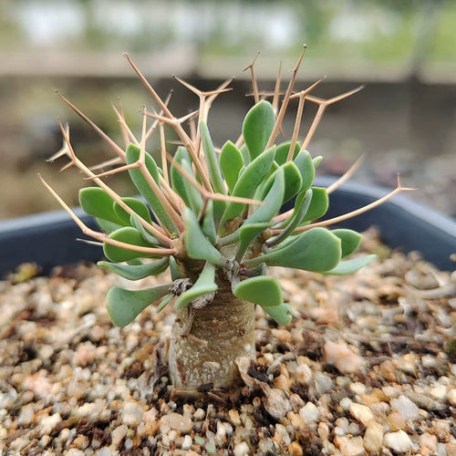 Othonna euphorbioides Hutch. : Real Live Succulent Cactus Plant