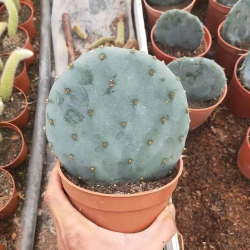 Opuntia robusta H. Wendland ex Pfeiffer : Real Live Succulent Cactus Plant