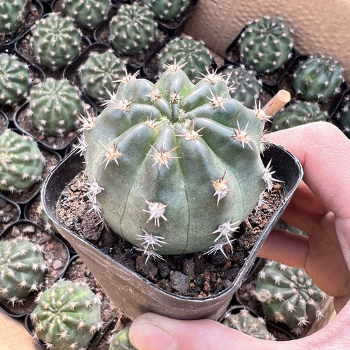 Eriosyce ceratistes (Otto) Britton et Rose : Real Live Succulent Cactus Plant