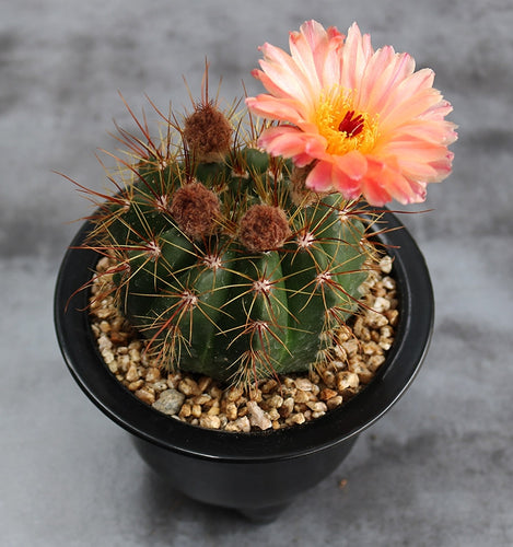 Parodia ottonis Salm-Dyck : Real Live Succulent Cactus Plant