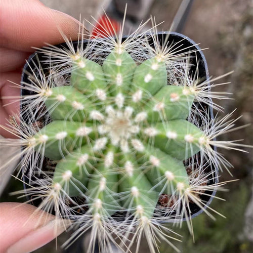 Parodia magnifica (F. Ritter) F. H. Brandt : Real Live Succulent Cactus Plant