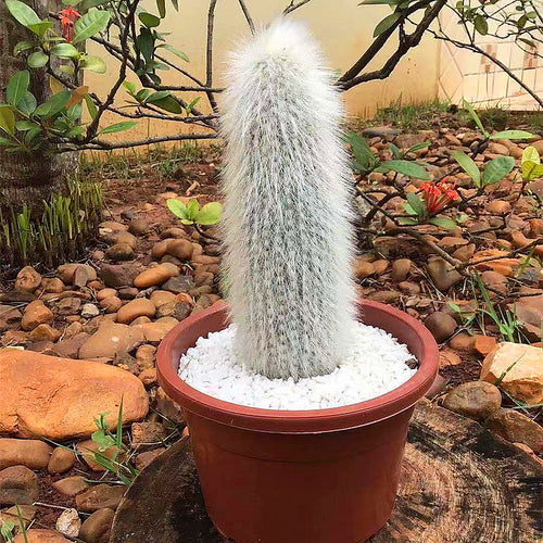 Cleistocactus strausii (Heese) Backeberg : Real Live Succulent Cactus Plant