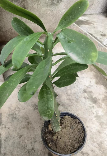 Euphorbia antiquorum L. : Real Live Succulent Cactus Plant