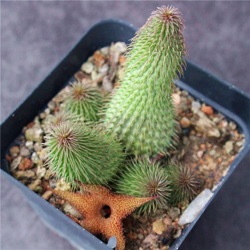 succulent huernia Huernia pillansii N. E. Br. : Real Live Succulent Cactus Plant