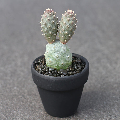 Opuntia weberi Speg. : Real Live Succulent Cactus Plant