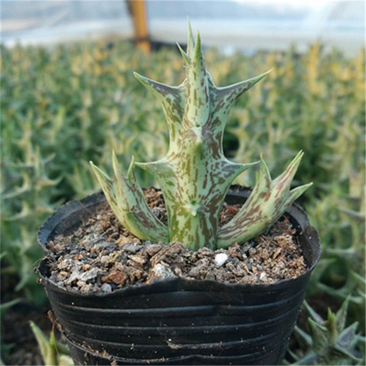 succulent huernia Huernia schneideriana Schltr. : Real Live Succulent Cactus Plant – Succulent  Zone