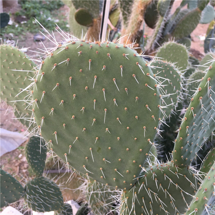 opuntia succulent Opuntia pilifera F. A. C. Weber : Real Live Succulent Cactus Plant –  Succulent Zone