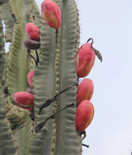 Cereus peruvianus (L.) Mill. : Real Live Succulent Cactus Plant