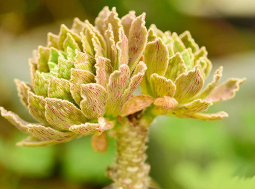 Real Live Succulent Cactus Plant :  Aeonium smithii Sims