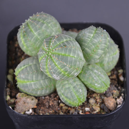 Real Live Succulent Cactus Plant :  Euphorbia multi-head obesa