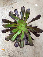 [US DISPATCH] Real Live Succulent Cactus Plant : Aeonium 'Zwartkop' - Only available to US customers