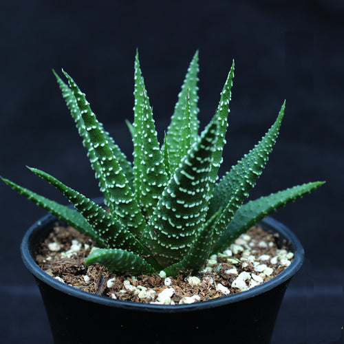 Real Live Succulent Cactus Plant :  Haworthia margaritifera