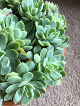 [US DISPATCH] Real Live Succulent Cactus Plant : white elegans - Only available to US customers