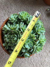 [US DISPATCH] Real Live Succulent Cactus Plant : white elegans - Only available to US customers