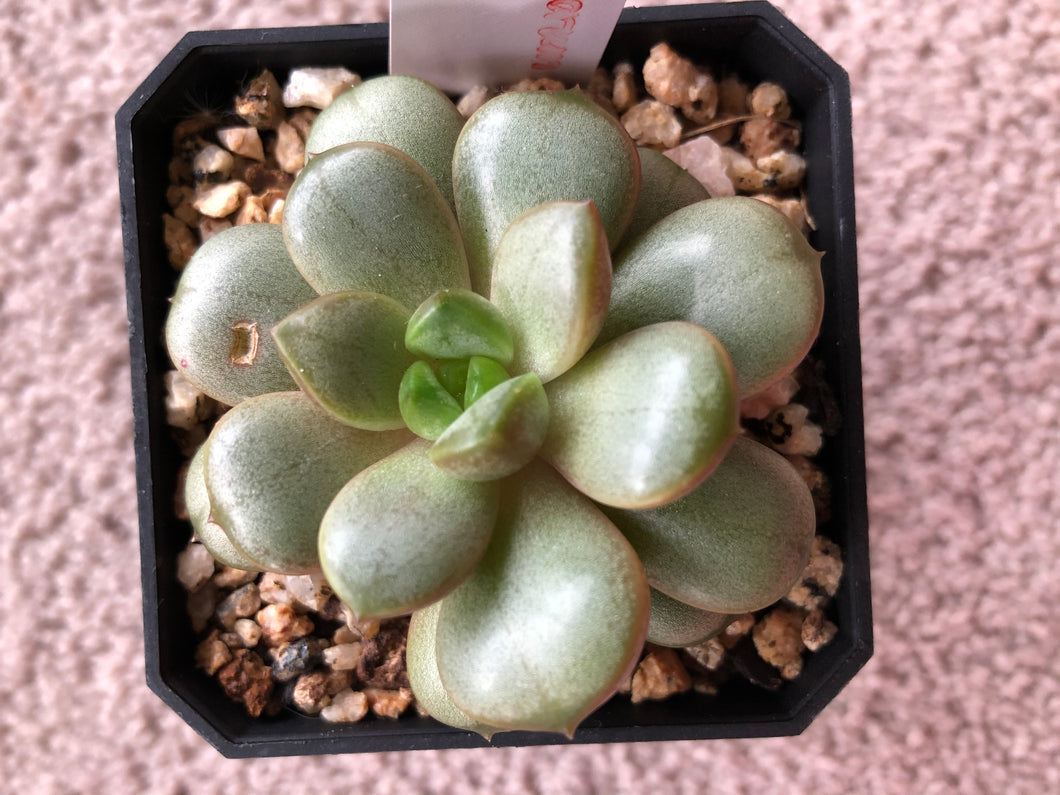[US DISPATCH] Real Live Succulent Cactus Plant : Graptoveria amethorum - Only available to US customers
