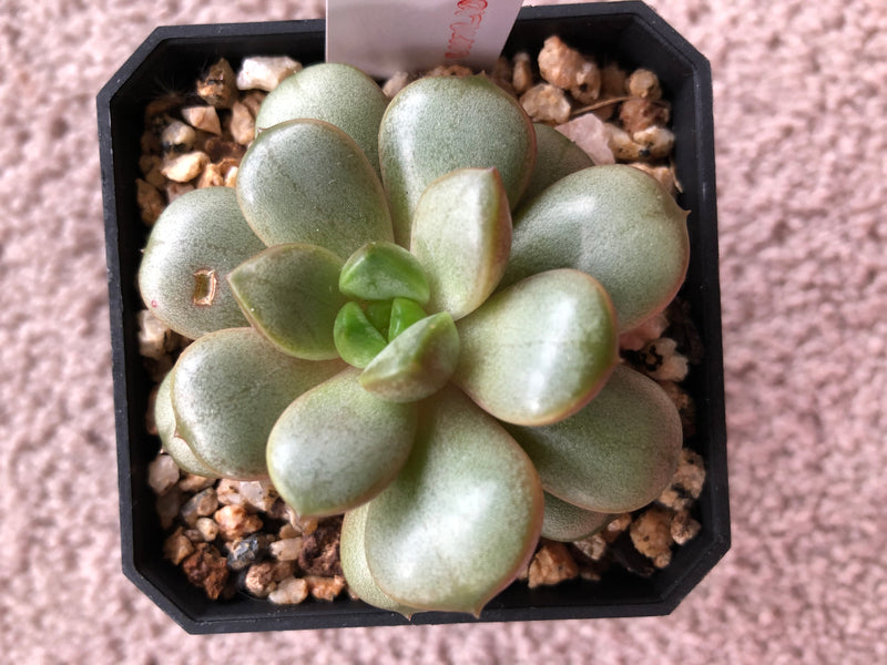amethorum succulent US DISPATCH] Real Live Succulent Cactus Plant : Graptoveria amethorum –  Succulent Zone