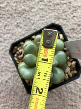 [US DISPATCH] Real Live Succulent Cactus Plant : Graptoveria amethorum - Only available to US customers