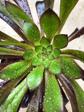 [US DISPATCH] Real Live Succulent Cactus Plant : Aeonium 'Zwartkop' - Only available to US customers