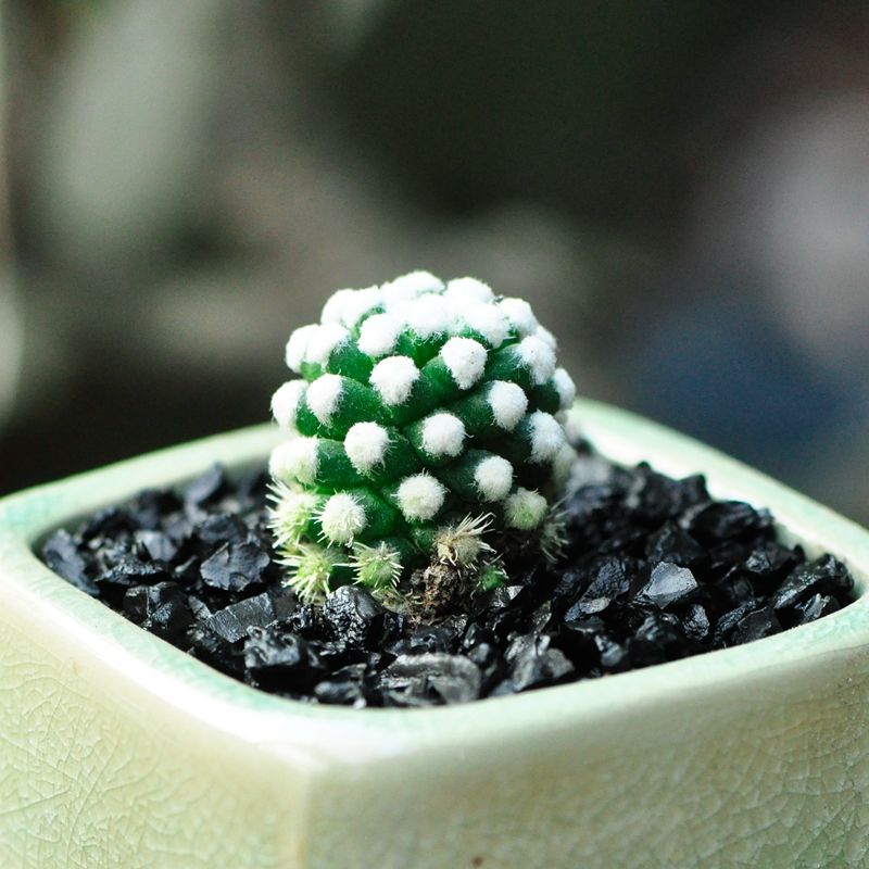 Mammillaria gracilis Pfeiff. : Real Live Succulent Cactus Plant