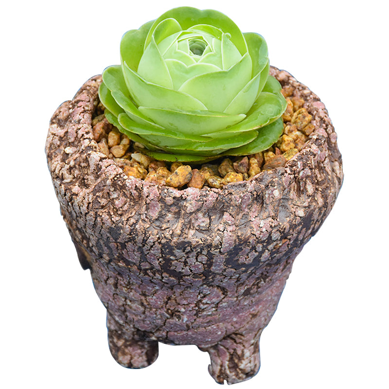 Real Live Succulent Cactus Plant : Greenovia diplocycla var. gigantea var. nov. ined. Exclusive