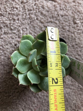 [US DISPATCH] Real Live Succulent Cactus Plant : Echeveria 'Ben Badis'